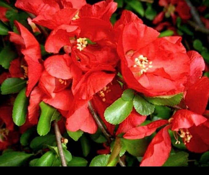 Chaenomeles sup. 'Texas Scarlet' - Sierkwee 30- 40 cm in pot