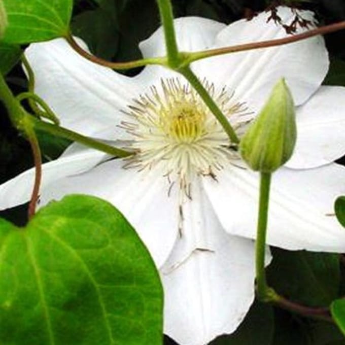 Clematis 'Mevrouw Le Coultre' - Bosrank 50-60 cm in pot