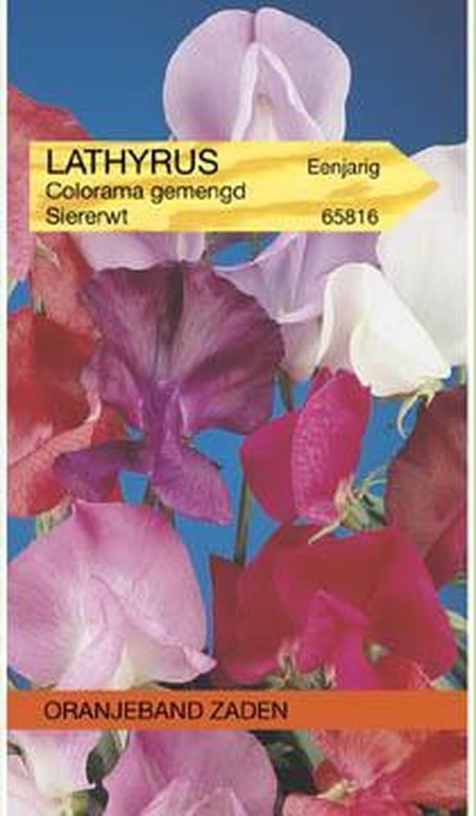 Lathyrus, Reuk- of siererwt Colorama gemengd