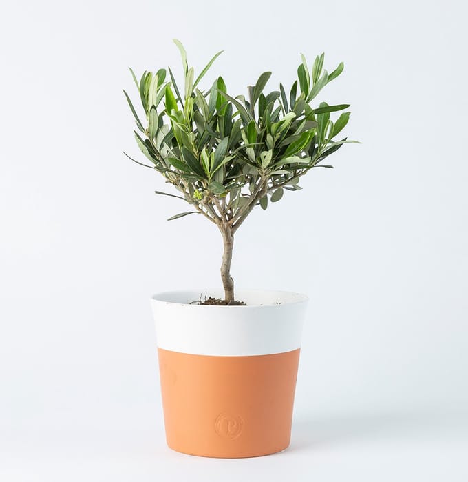 BloomKado | Kamerplanten | Olijfboompje | Incl. pot | 35cm | Ø 13 cm