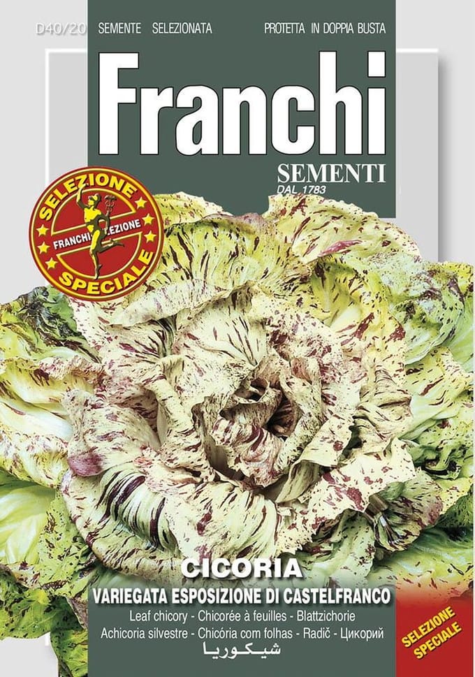Franchi -  Cichorei, Cicoria var esp Castelfranco 40/20