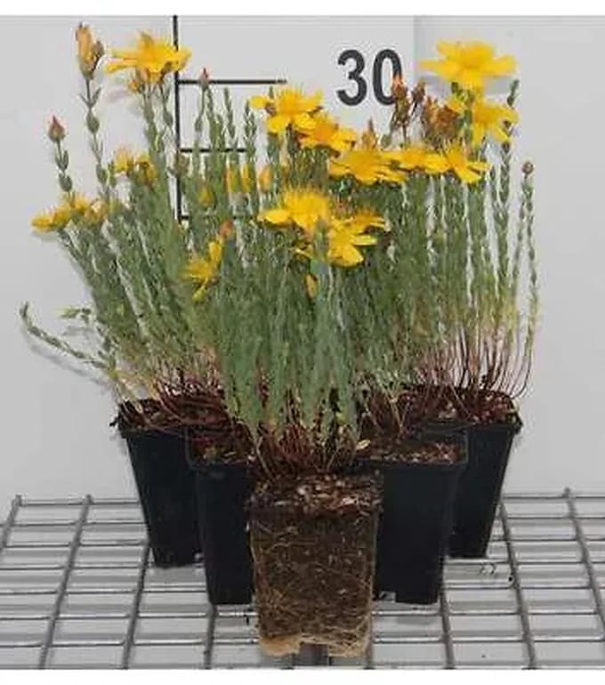 6x Herfsthooi - Hypericum olympicum (polyphyllum) | 9x9 cm pot