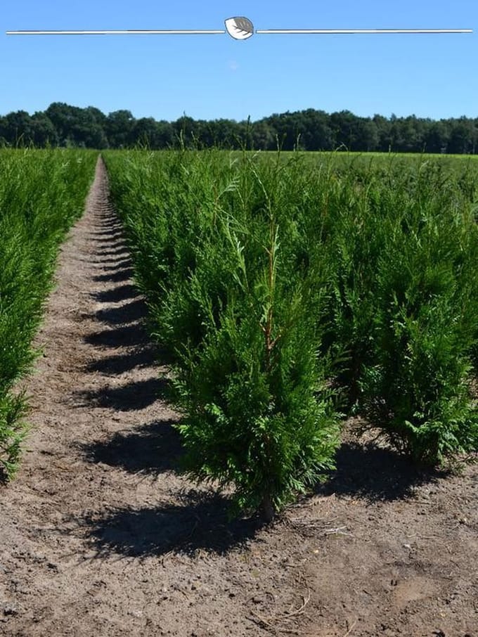 Levensboom Thuja plicata Martin 60-80 cm, 8x Haagplant