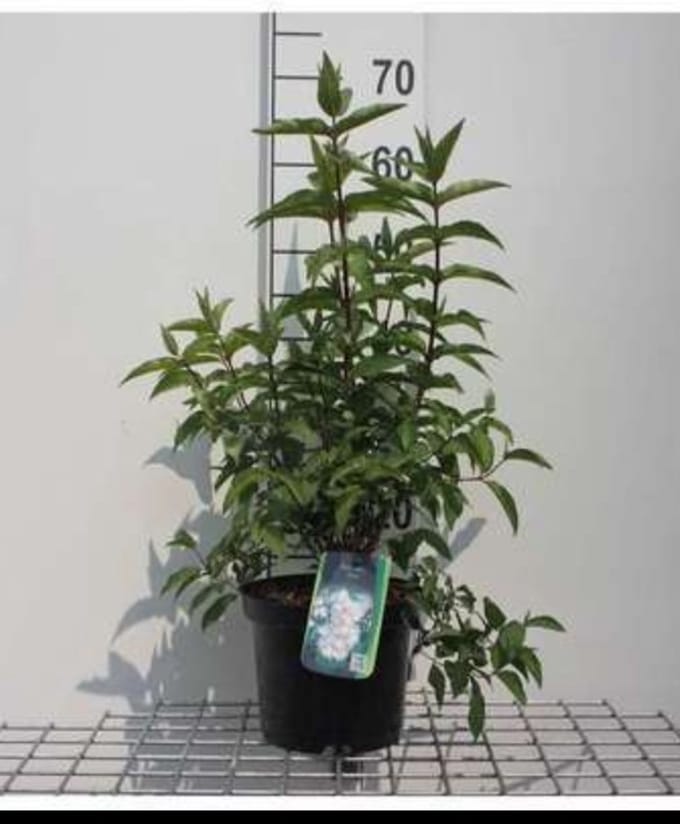 2 x Deutzia scab. 'Plena' - Bruidsbloem 60- 80 cm in pot