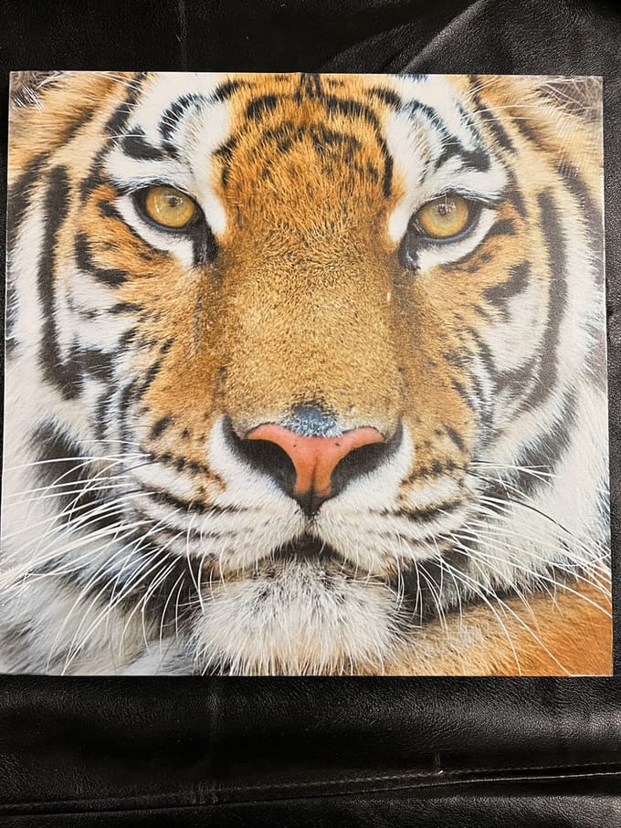 et van 4 canvas afbeeldingen tijger/leeuw/panter/