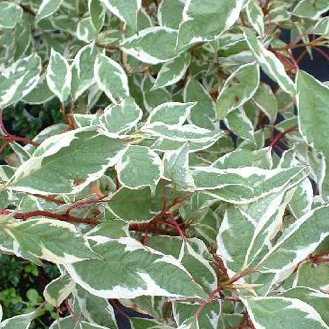 Cornus Alba Ivory Halo - Kornoelje 40-60 cm in pot