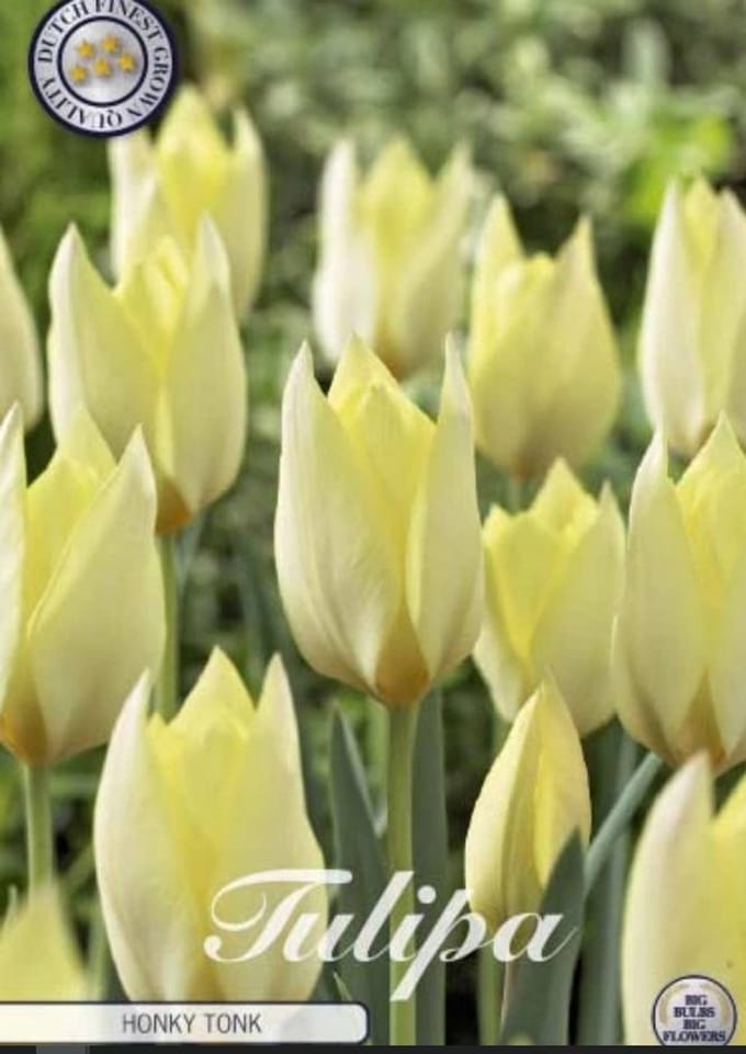 Dutch Finest Quality bloembollen - Tulpen Tulp Specie Honky Tonk x10 6/7s