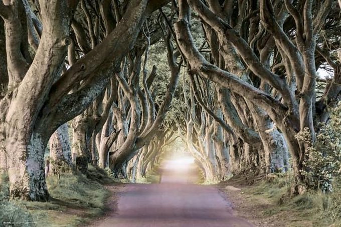 Dark Hedges Poster 91.5x61cm