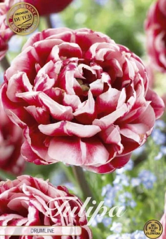 Nederlands Beste Kwaliteits bloembollen - Tulpen Tulp Double Late Drumline x7 12/+s