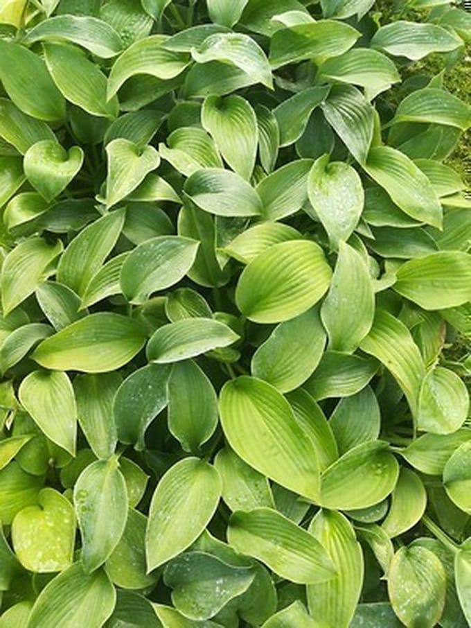 6x Hartlelie - Hosta hybr. 'Big Mama' | 9x9 cm pot