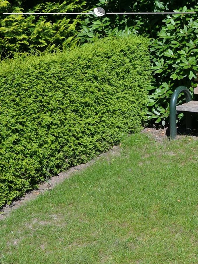 Westerse Levensboom Thuja Brabant 60-80 cm, 15x Haagplant