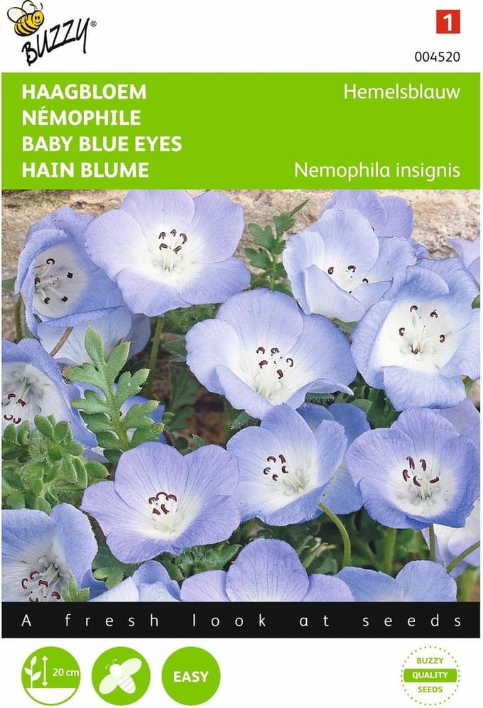 2 stuks - Buzzy - Nemophila Insignis Hemelsblauw
