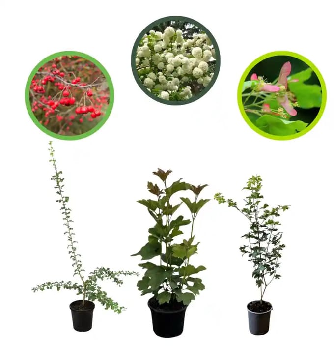 Zeeuwse haag pakket in pot 40-60 cm