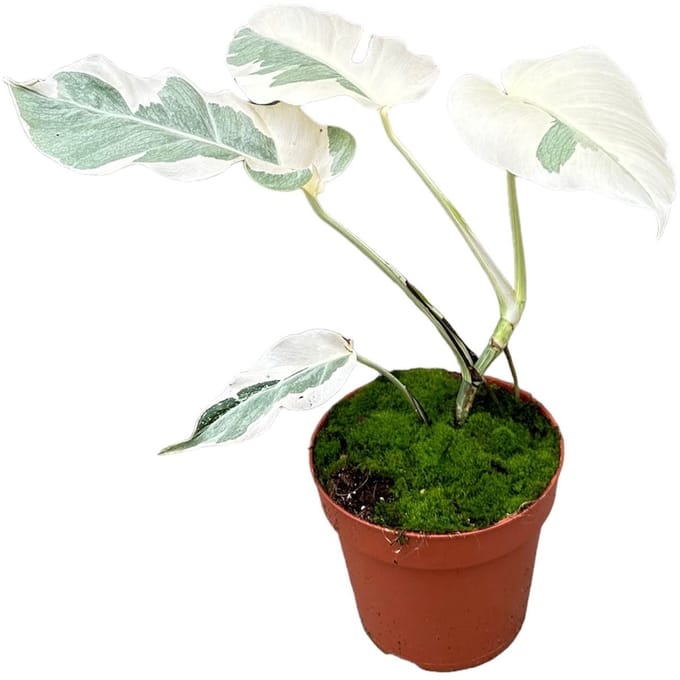 Monstera White Ghost Kamerplant Potmaat Ø17 cm |Vers Van De Kweker