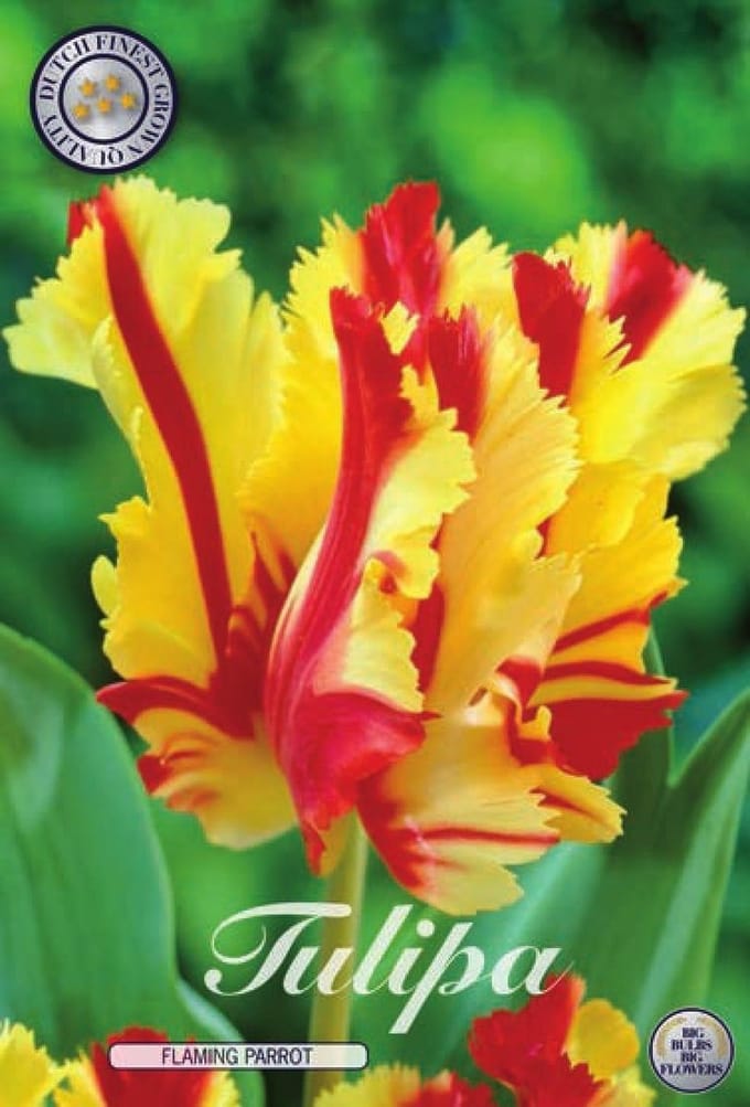 Flaming Parrot Parrot Tulpenbollen 7 stuks bolmaat 12+