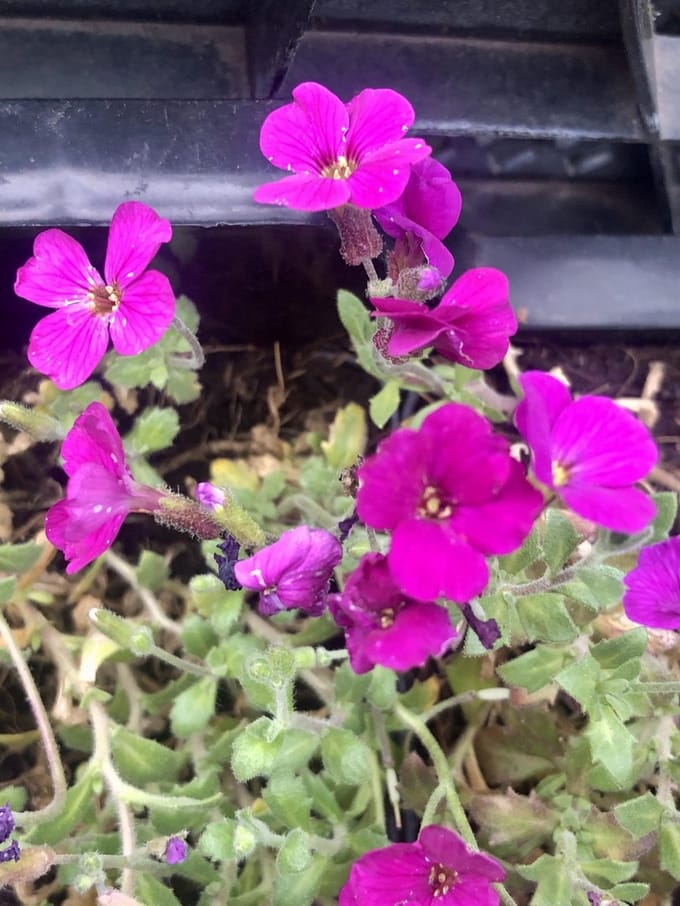6x Blauwkussen - Aubrieta hybr. 'Cascade Red' | 9x9 cm pot