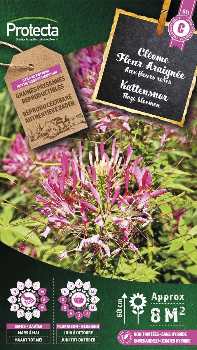 Protecta Bloemen zaden: Kattensnor Roze | Cleome