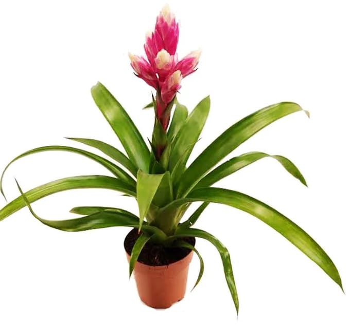 JUNAVERA Guzmania 'Candy' bromelia | 35 cm hoog | in 12 cm pot