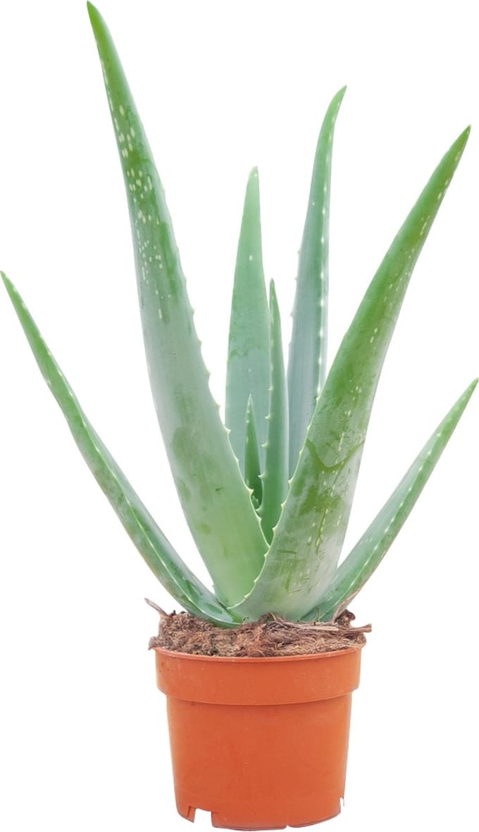 PLNTS - Vera Aloë - Kamerplant - Kweekpot 12 cm - Hoogte 30 cm