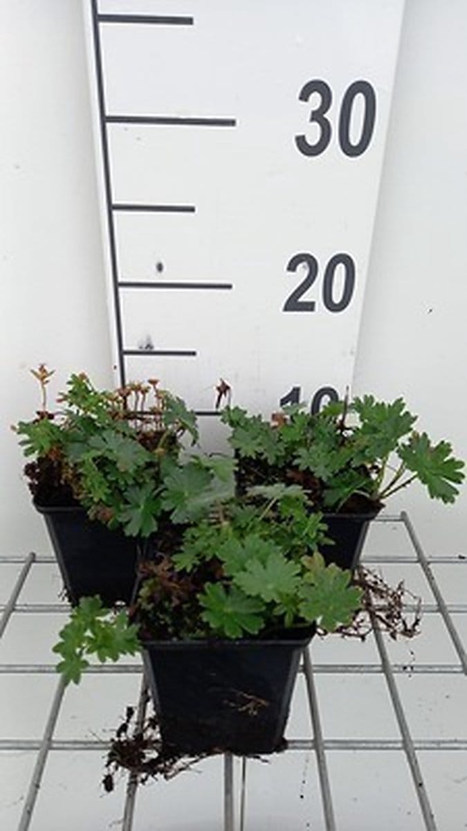 6x Ooievaarsbek - Geranium sang. 'Max Frei' | 9x9 cm pot
