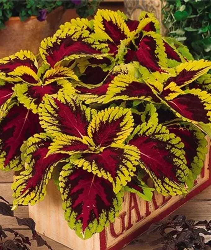 Coleus x blumei Kong Rose