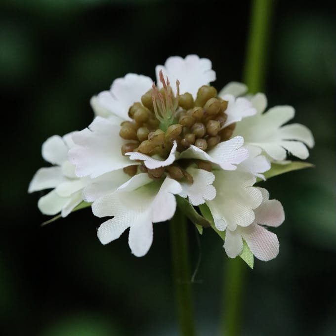 Scabiosa Kunstbloem 77cm Creme