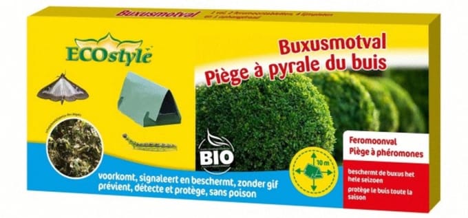 Buxusmotval