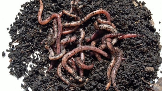 Pauwels Aardwormen