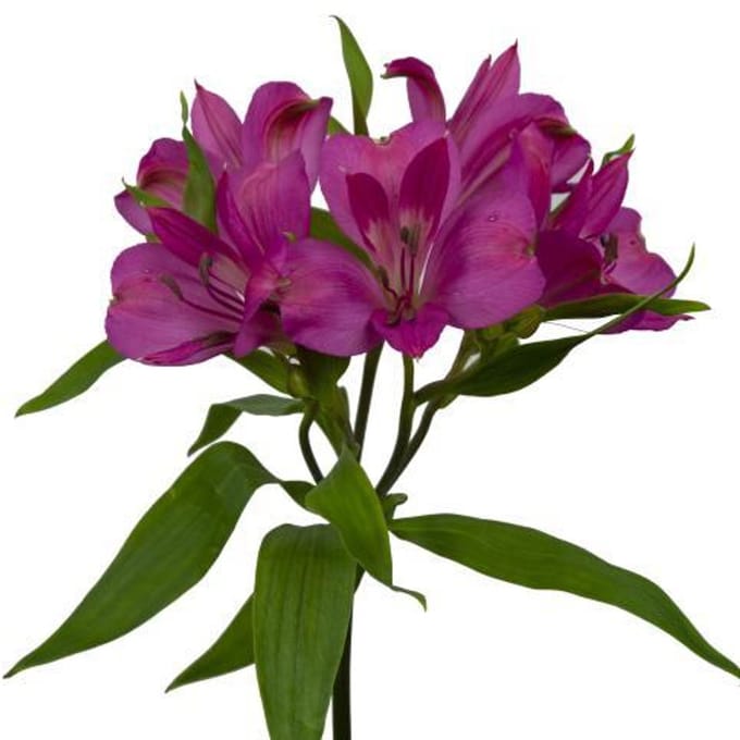 10x Alstroemeria intenz dark pink 70cm