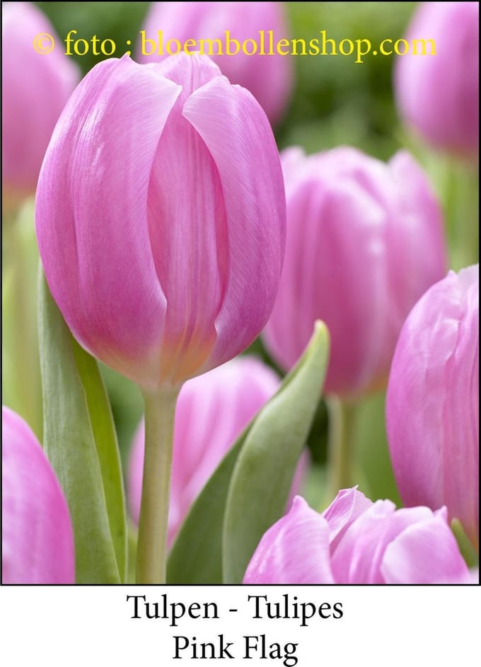 tulp Pink Flag 25 bollen maat 12/+ tulpen - bloembollen- tulpenbollen