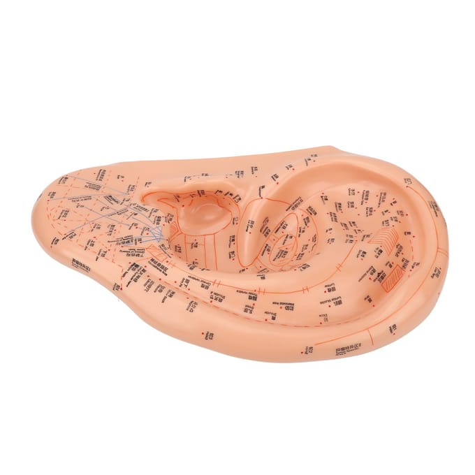 40cm Ooracupunctuurpunt Model Nauwkeurig Duidelijk Lettertype PVC Professioneel Oorzone Massagemodel beige