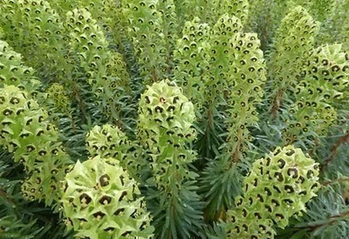 6x Wolfsmelk - Euphorbia char. 'Black Pearl' | 9x9 cm pot
