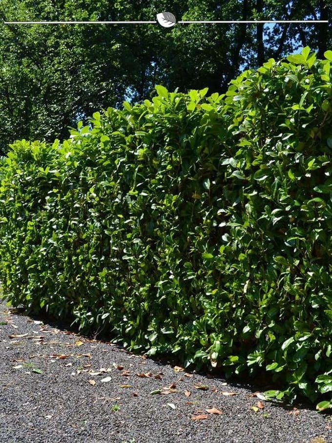 Laurier Prunus Novita 100-120 cm, 8x Haagplant