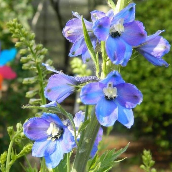6 x Delphinium  'Piccolo' - Ridderspoor pot 9x9cm