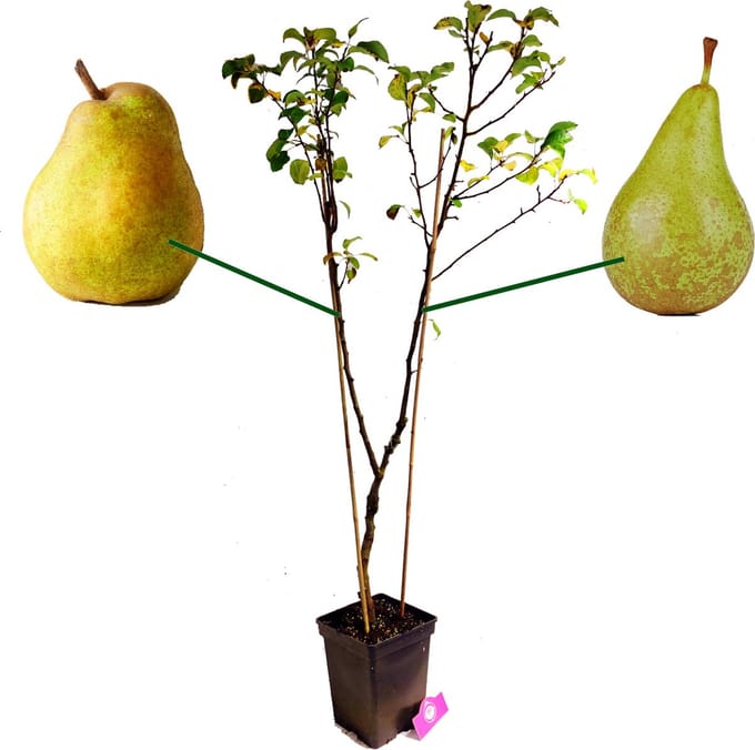 Pyrus Communis 'Duo' twee soorten aan één boom, 5 liter pot