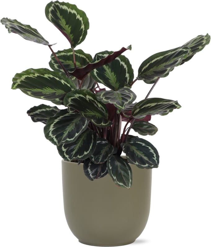 Calathea Medaillon Ø21cm - 70cm in Boule OLIJF pot