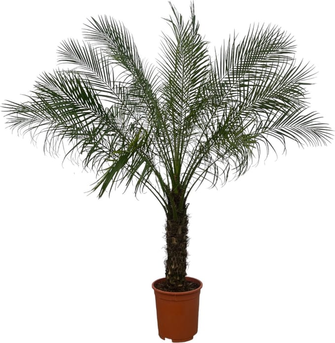 Phoenix Roebelenii op stam - 160cm