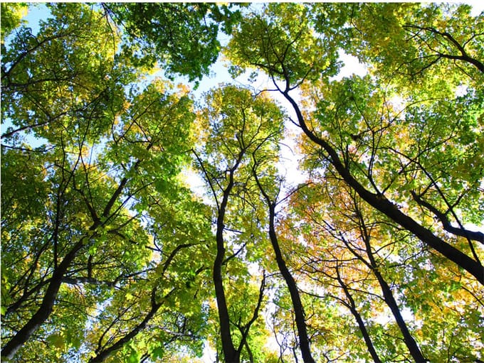 Fotobehang - Looking up at the trees.