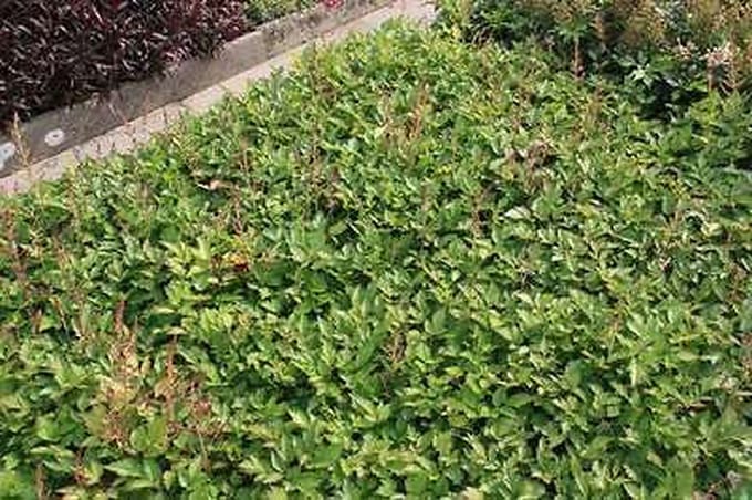 6x Pluimspirea - Astilbe chin. 'Veronica Klose' | 9x9 cm pot