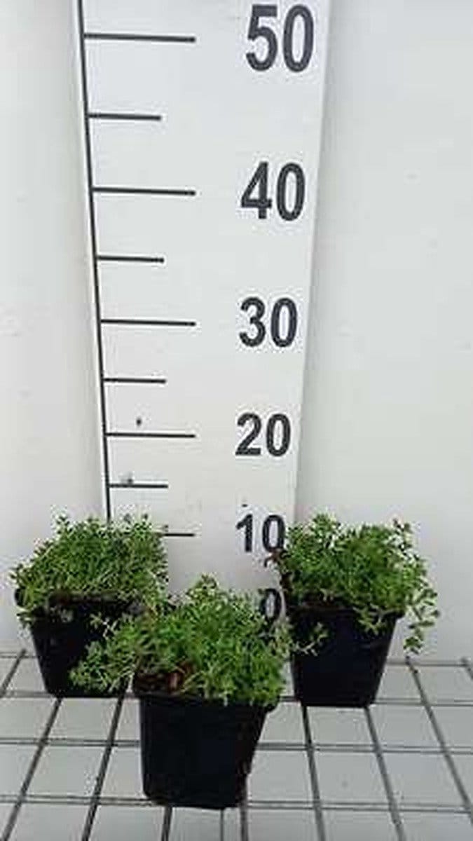 6x Sedum album