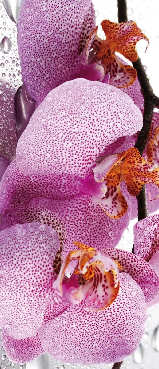 Flowers Orchids Drops Photo Wallcovering