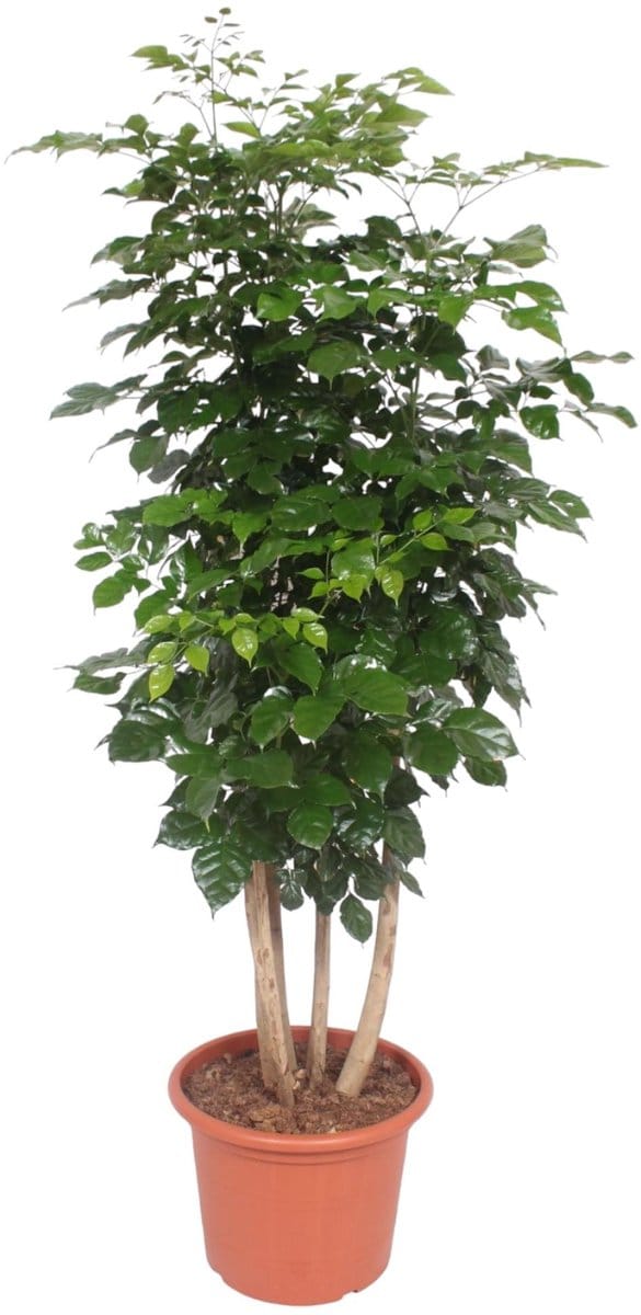 Radermachera Hainanensis - 190 cm - ø40