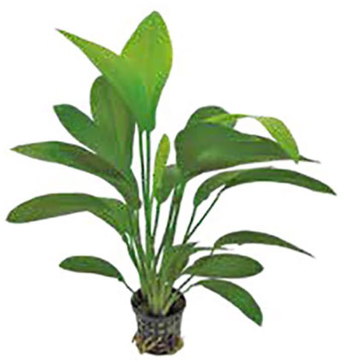 Aquafleur Echinodorus Harbii Rosa in 5CM pot P5 Pot