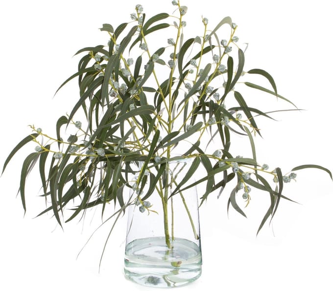 Verse Eucalyptus Boules - Droogbloemen - 400 gram