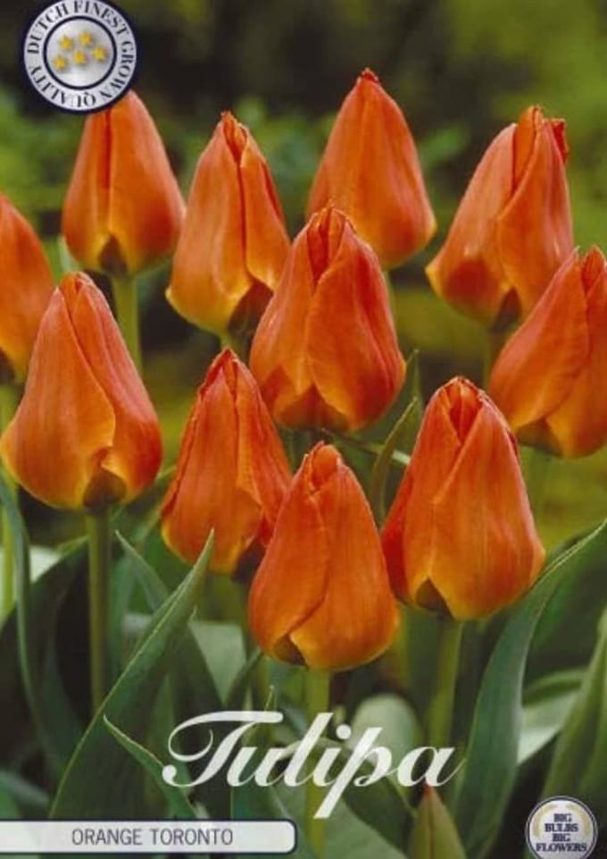 Orange Toronto Greigii Tulpenbollen 10 stuks bolmaat 12+
