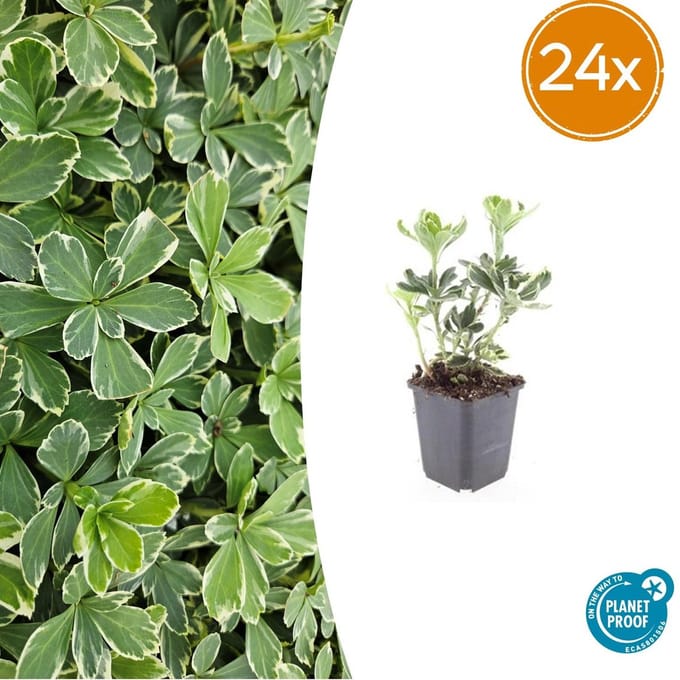 20 Bodembedekkers schaduw - Pachysandra terminalis 'Variegata' 10-25cm | Dikkemanskruid winterhard