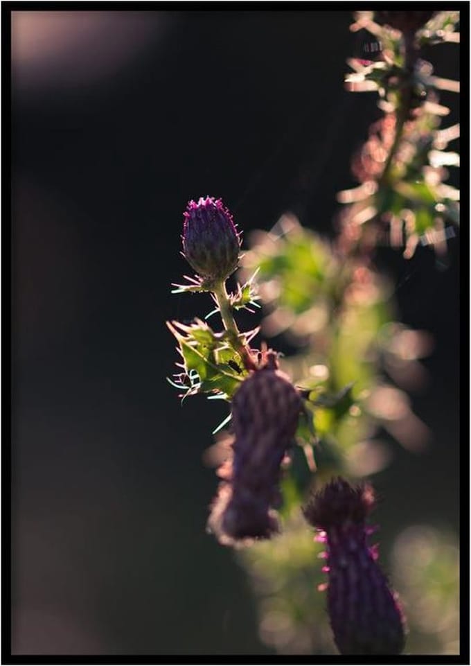 Poster Akkerdistels - 30x40 cm - Natuur Poster - WALLLL
