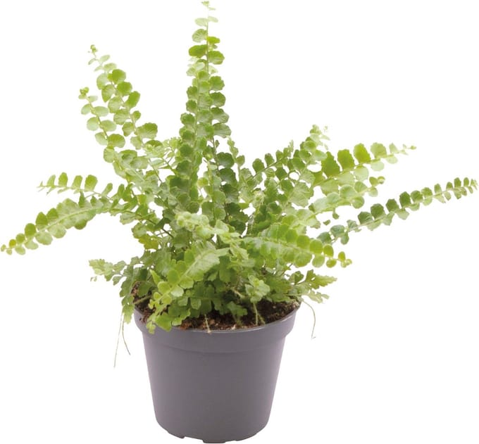 Nephrolepis Exaltata Duffy - Terrariumplant