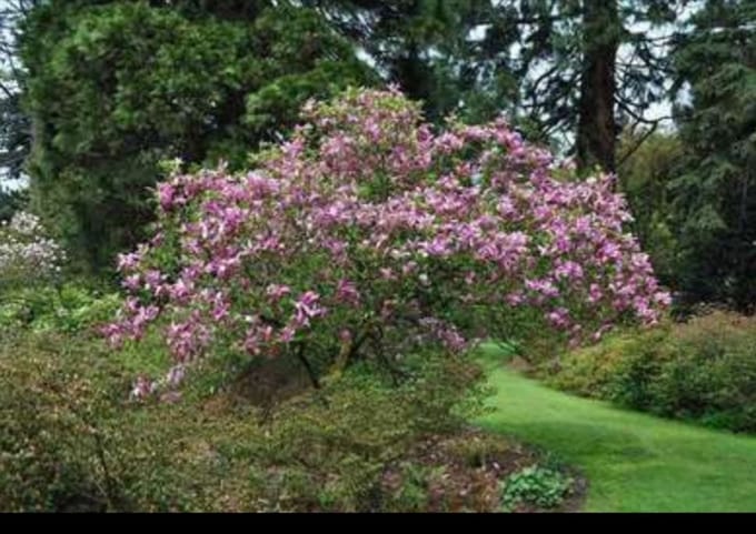 1 x Magnolia 'Susan' - Beverboom 50- 60 cm in pot