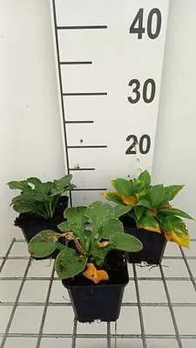 6x Funkia - Hosta ventricosa | 9x9 cm pot